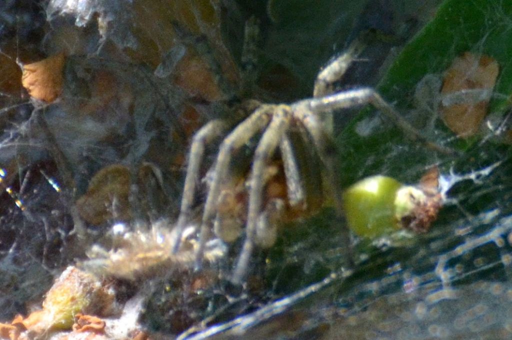 In una ragnatela a imbuto: da ID